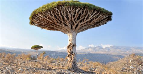 The Dragon Blood Tree of Socotra island. : r/interestingasfuck