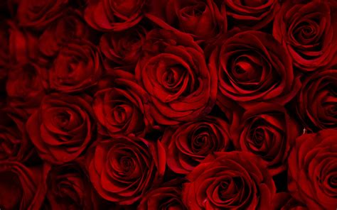 Download 2880x1800 wallpaper dark, red roses, decorative, mac pro retaia image, background, 9700