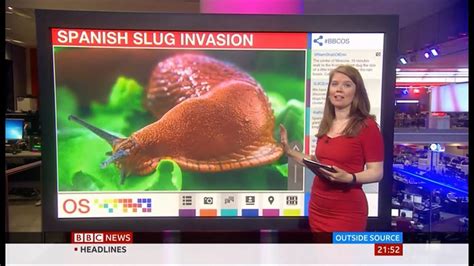 Spanish slug invasion causes alarm in Moscow (Russia) - BBC News - 30th ...