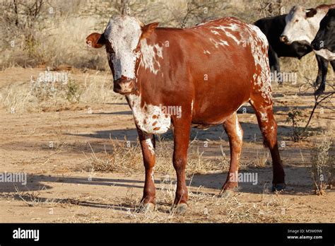 Sanga cow - indigenous cattle breed of northern Namibia, southern ...