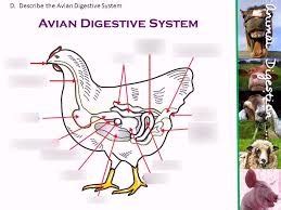 FFA Avian Digestive System P.2 Diagram | Quizlet