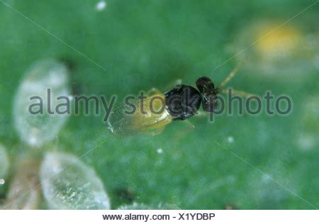 A parasitoid wasp (Encarsia formosa) among parasitised glasshouse Stock ...