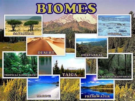 What Are The Different Types Of Biomes | Animal Enthusias Blog