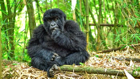 Gorilla trekking in Volcanoes National Park | Rwanda Safari Activities