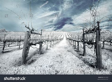 Napa Valley Vineyard Winter Infrared Stock Photo 8614528 | Shutterstock