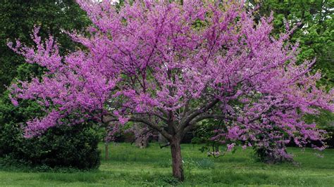 Meet the Redbud tree