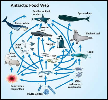 Krill: the Building Blocks of Antarctica - Freestyle Adventure Travel