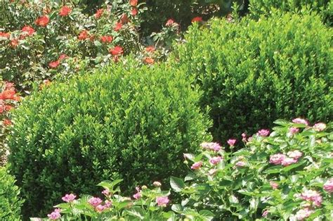 Evergreen Shrubs For Shade | Top 17 Choices - PlantingTree