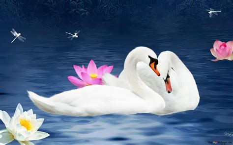 Swans in Love HD wallpaper download