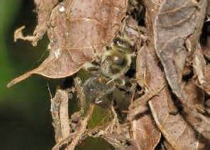 Family Colletidae - Colletid Bees, Short-tongued Bees