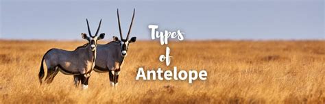 The 15 Most Amazing Types of Antelope (Photos, Facts & More)