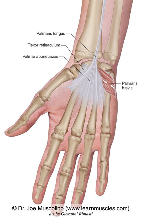 Palmaris Brevis - Learn Muscles