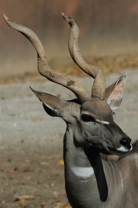 St. Louis Zoo Free Photo Download | FreeImages