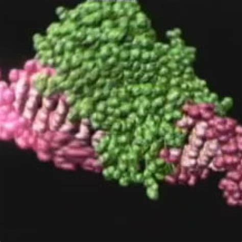 Polymerase Chain Reaction (PCR)