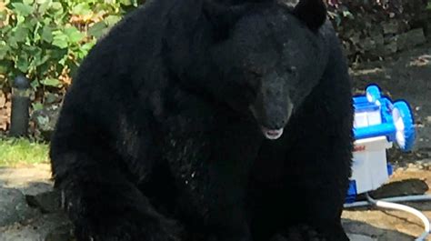 Answer Man: Biggest black bear ever in North Carolina?