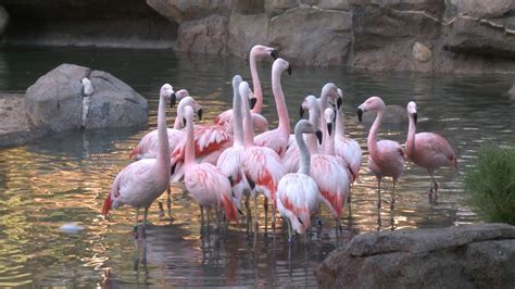 Flamingos Move into Their New Habitat - YouTube