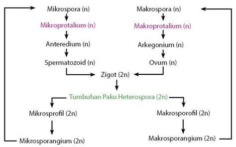 Daur Hidup Tumbuhan Paku – idschool.net