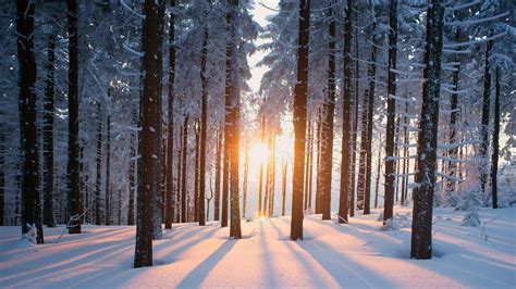 Forest Snow Winter HD Wallpapers - Top Free Forest Snow Winter HD ...