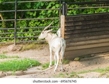 Addax Antelope Curved Horns On Nature Stock Photo 695676745 | Shutterstock