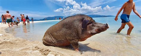 Pig island (Koh Mudsum) - Koh Samui | Koh Samui Tours