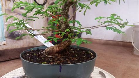 Tropical Mimosa finding it's way in Bonsai part 1 - YouTube