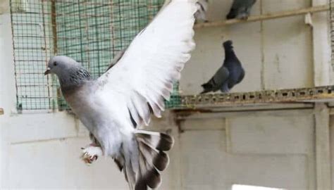 Tippler Pigeons: Breed Information & Facts – Pigeonpedia