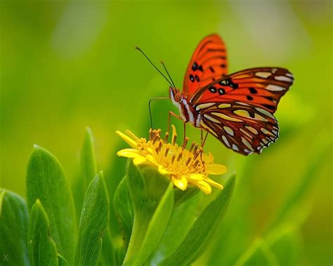 Howarth Photography - Photos Of Flora And Fauna In Bermuda