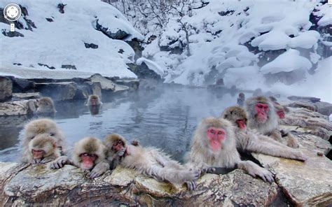 Jigokudani Monkey Park | Jigokudani monkey park, Google street view ...