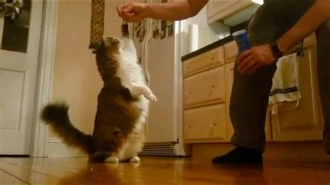 Cat Training: Teaching Tricks Using Positive Reinforcement - YouTube