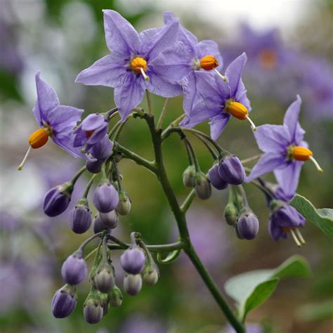 Nightshade Flowers | I'm not sure which exact nightshades th… | Flickr - Photo Sharing!