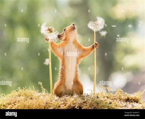 red squirrel with dandelion seeds flying Stock Photo - Alamy