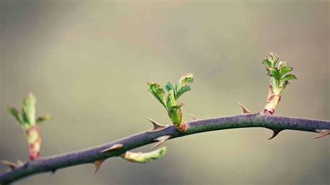 15 Most Common Weeds With Thorns | January 2024 | Just Pure Gardening