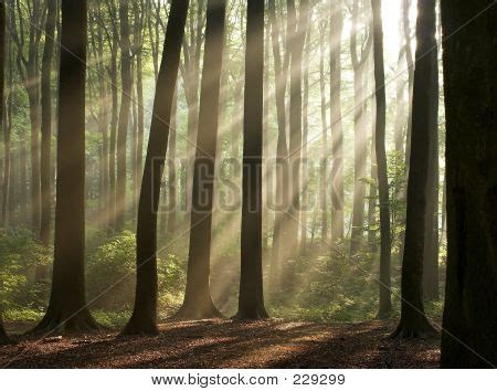 Misty Forest Image & Photo (Free Trial) | Bigstock