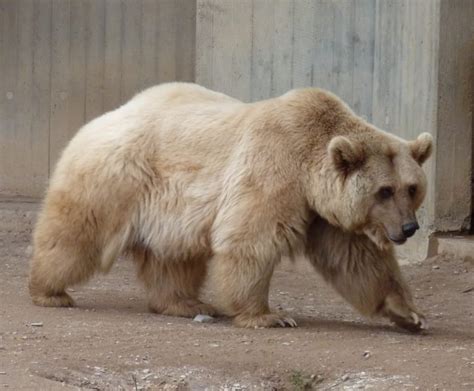 A Grolar bear, a very rare half grizzly and half polar bear hybrid. : pics