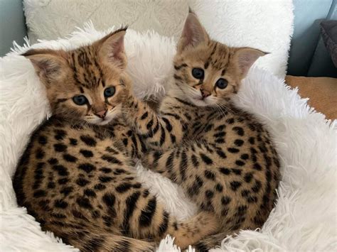 Savannah Cat For Sale: How to find a reputable & ethical breeder.