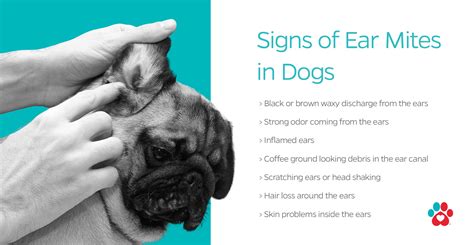 How to Discover, Treat, and Prevent Ear Mites in Dogs | Pet Parents®