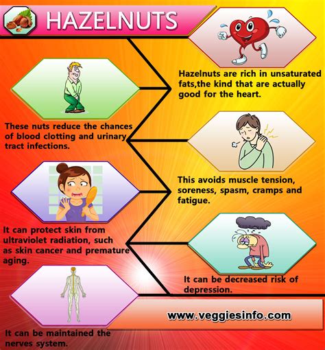 Hazelnuts Nutrition Value and Health Benefits | Veggies Info