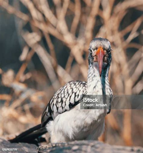 Burung Burung Rangkong Merah Namibia Satwa Liar Afrika Foto Stok - Unduh Gambar Sekarang - iStock