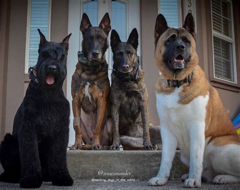 GIANT SCHNAUZER, BELGIAN MALINOIS, DUTCH SHEPHERD and AMERICAN AKITA # ...