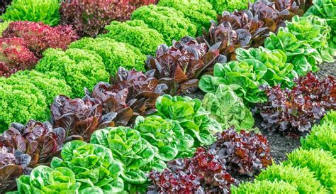 5 Crucial Considerations For Growing Great Summer Lettuce - Hobby Farms