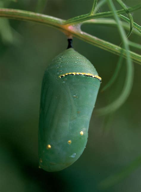 Monarch butterfly | Life Cycle, Caterpillar, Migration, Endangered, & Facts | Britannica