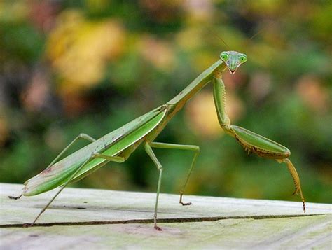 How Much Does a Praying Mantis Cost? | HowMuchIsIt.org