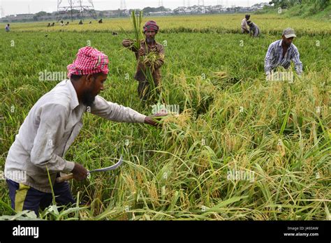 Dhaka, Bangladesh. 10th May, 2017. Bangladeshi farmers cutting and collects paddy after harvest ...