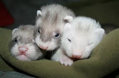 Baby Ferret Facts – The Modern Ferret