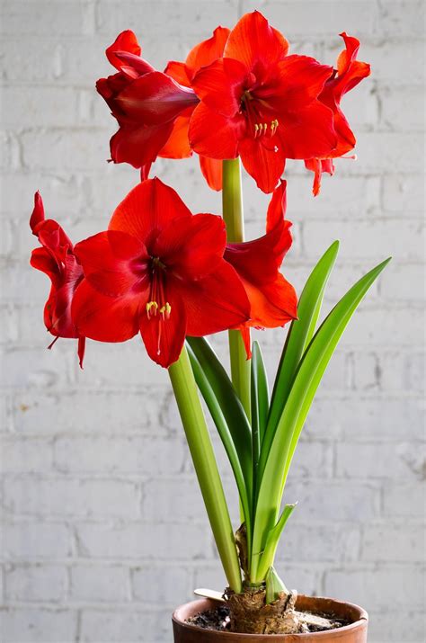 Amaryllis Bulbs Red Rival Amaryllis Plant, Amaryllis Flowers, Amaryllis ...