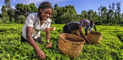 Kenyan tea is under threat due to climate change: Report