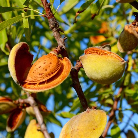 Pohon Kacang Almond | Bleslive Kacang Almond Premium