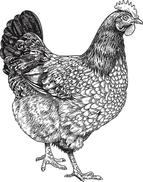 Line Drawing Chicken at PaintingValley.com | Explore collection of Line Drawing Chicken