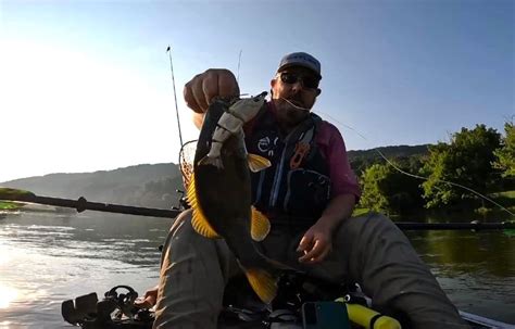 The Bull Shad swimbait is still getting it done on the rivers! : r ...