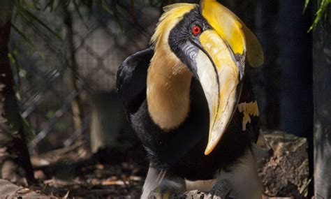 Great Hornbill - San Francisco Zoo & Gardens